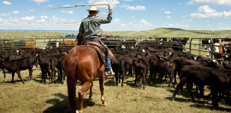 The 5 Most Common Challenges for Cattle Ranches